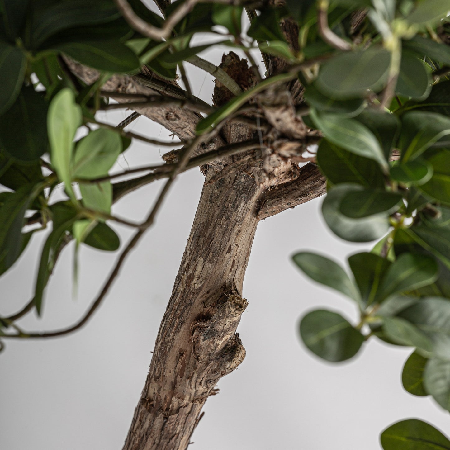 Detalle tronco madera orgánica ficus artificial Vical