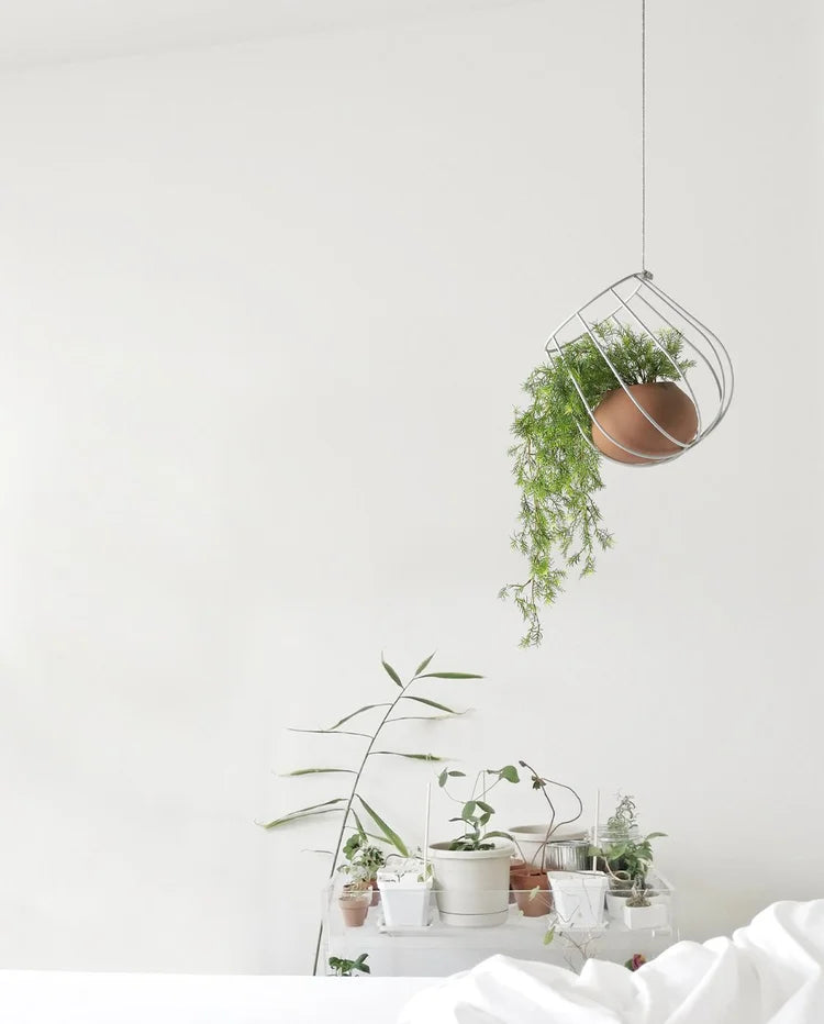 LIGHT PLANT LIGHT MASSMI Lampara colgante