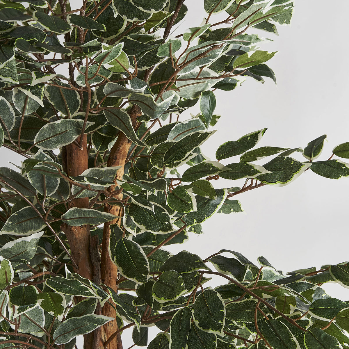 Ficus artificial Vical en ambiente colonial