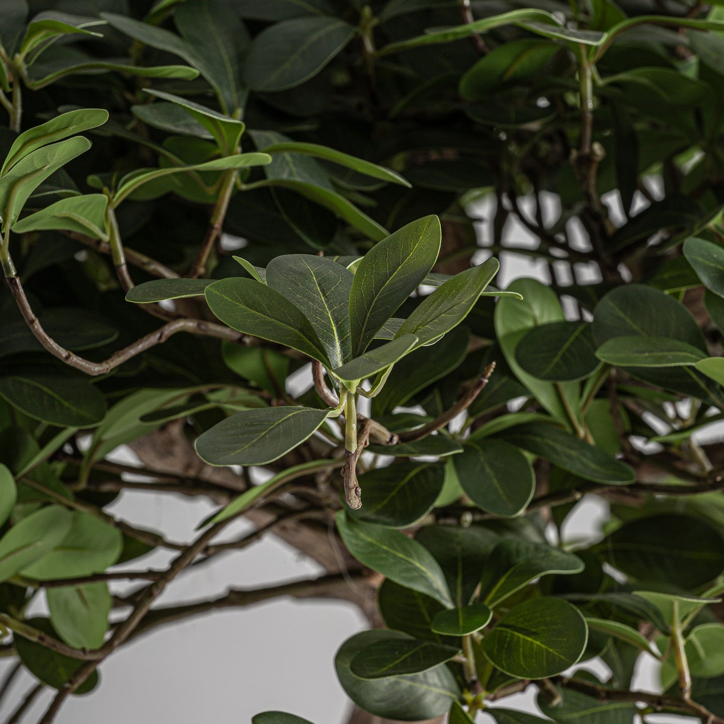 Ficus artificial Vical madera en ambiente interior
