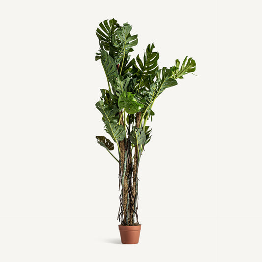 Planta artificial split philo Vical verde con maceta, follaje frondoso 180 cm