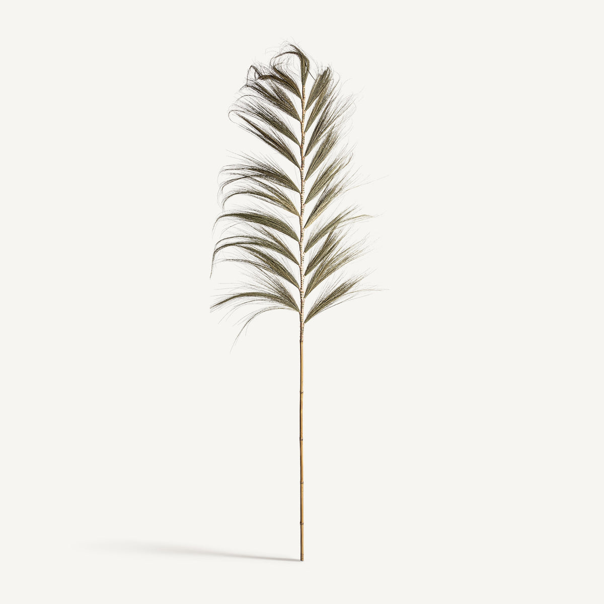 Detalle hoja de palmera seca rama decorativa Vical