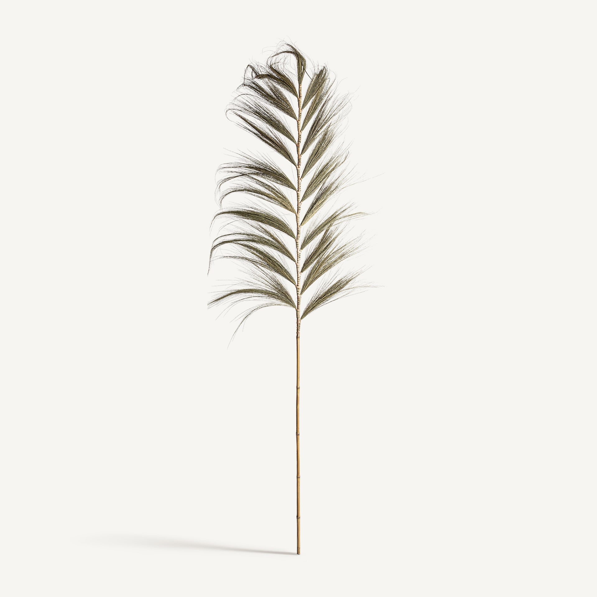 Detalle hoja de palmera seca rama decorativa Vical